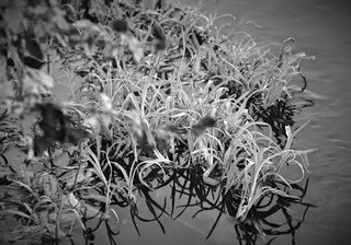 3P8A0224 bw