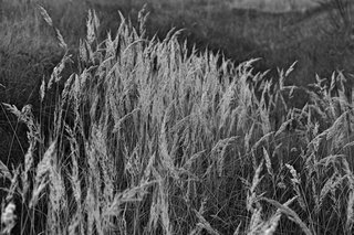 3P8A0210 bw