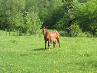 IMG_1408