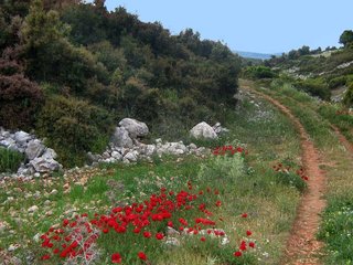 IMG_0701-1