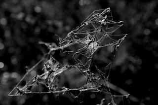 3P8A0218 bw