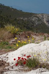 _MG_1595_resize