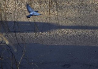 _MG_1352