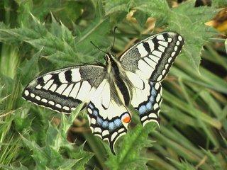 IMGA0241_resize