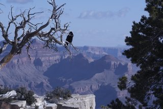 Grand Canyon, Аризона