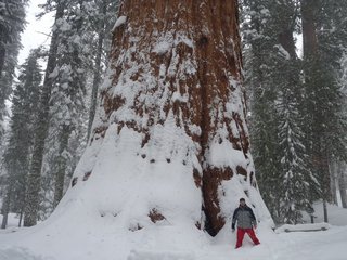 Sequoia национальный парк, Калифорния