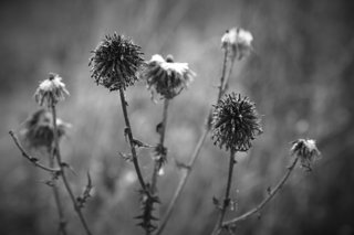 3P8A0208 bw