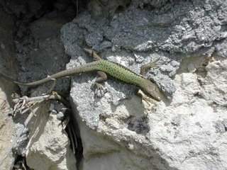 DSCN1177