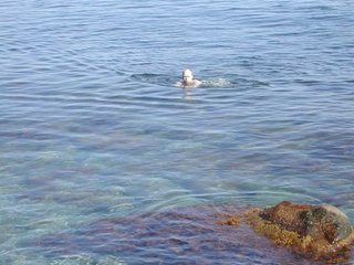 Алушта море +15
