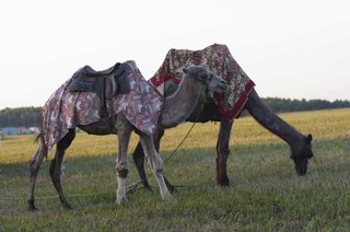 IMG_4245