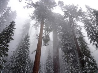 Sequoia национальный парк, Калифорния