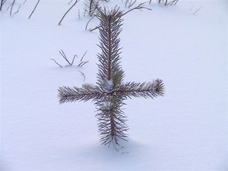 IMG_6112_001