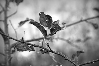 3P8A0206 bw