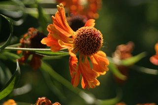 _MG_2761