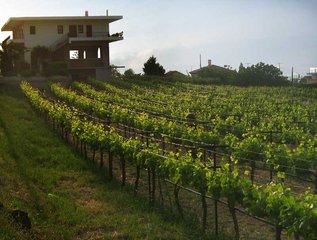 IMG_0728-1